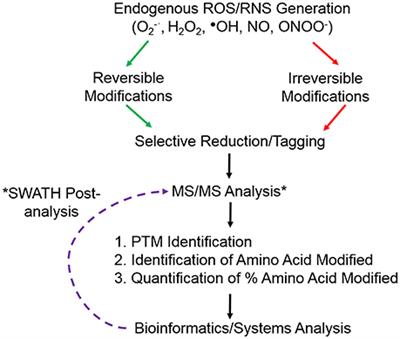 Detection of ROS Induced Proteomic Signatures by Mass Spectrometry